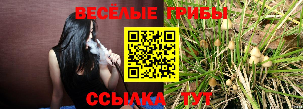 Псилоцибиновые грибы Psilocybe Иваново